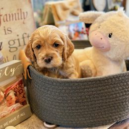 Cockapoos and Cocker Spaniels from Fresh Mojo Farms&Paws