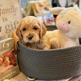 Cockapoos and Cocker Spaniels from Fresh Mojo Farms&Paws
