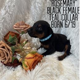 Rosemary - Black and rust female Doberman Pinscher puppy in Wellington, Ohio from Jessie (TDD, llc)