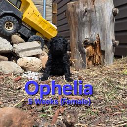 Ophelia - Black female Labradoodle puppy in Genoa City, Wisconsin from Sakura Pups