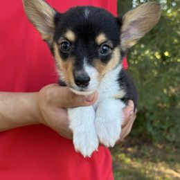Jackson - Black and tan male American Corgi puppy in Foreman Ar., Arkansas from Grassy Lake Corgis
