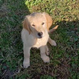 Golden Retriever Puppies from KM Golden Retrievers