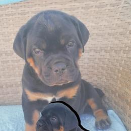 Cane Corso Puppies from Willow’s Meadow