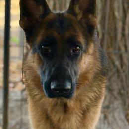 Sparrow - German Shepherd