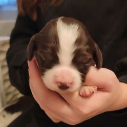Liver Female - White and liver Brittany puppy in Rhoadesville, Virginia from HOMESCHOOLED BRITTANYS LLC