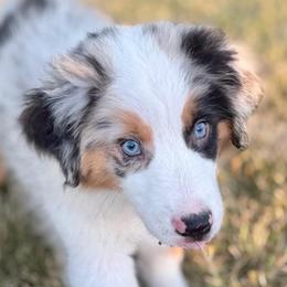 Cowboy - Blue merle male Miniature American Shepherd puppy in Clinton, Missouri from Mockingbirds American Minis