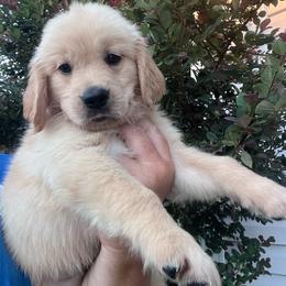 Light blue collar - Golden male Golden Retriever puppy in Jesup, Georgia from Painted Platinum Retrievers (Painted Platinum Kennel) PPK