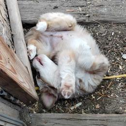 BULLIET FRONTIER WHISKEY - Red merle Miniature Australian Shepherd puppy in Omak, Washington from Willow Flats Kennels