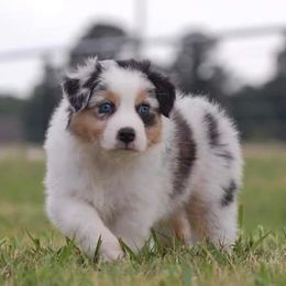 Australian Shepherds from Slydrock Kennels