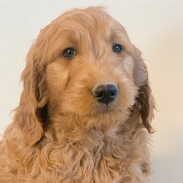 Boy 2 - Goldendoodle puppy in Kanaraville, Utah from Bundy Farm