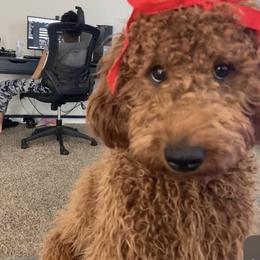 Leslie - Goldendoodle