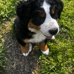Bernese Mountain Dog Puppies from Willow Springs Doodles