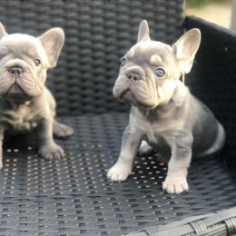 French Bulldog Puppies from NeighborHood Frenchies