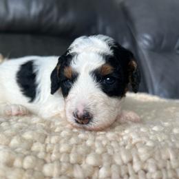 June - Parti female Goldendoodle puppy in Ottawa, Ohio from Simply Beautiful Goldendoodles