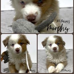 (3) Vixen, RMM - Red merle male Miniature American Shepherd puppy in Huntington, Texas from JKKJ Farms
