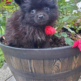 Boy 1 - Black Pomeranian puppy in Tulsa County, Oklahoma from CP Kennels