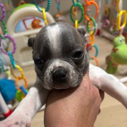 JOKER - Blue male Boston Terrier puppy in Anderson, South Carolina from Lola’s House of Bostons & Rescue