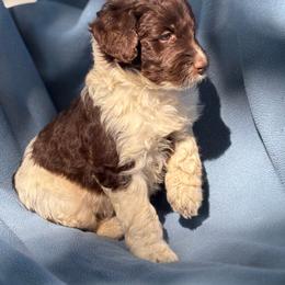 Topaz - Chocolate male Labradoodle puppy in Somerset, California from Annie’s Animals