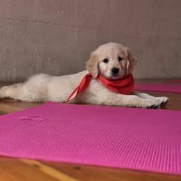 Goldendoodle, Golden Retriever, and Poodle Puppies from Oregon's Oodles of poodles & doodles