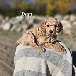 Goldendoodle and Poodle Puppies from Country Trail Pups