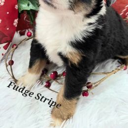 (Fudge) Stripe - Black tri male Toy Australian Shepherd puppy in Viking, Minnesota from Son Shine Farm