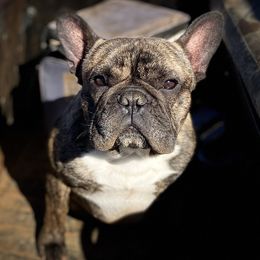 French Bulldogs from East 40 Frenchies