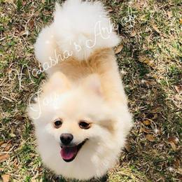 Skye - Pomeranian