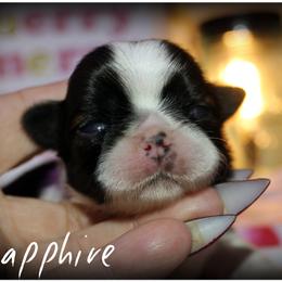 Shih Tzu Puppies from Devil Dogs Shih Tzu's