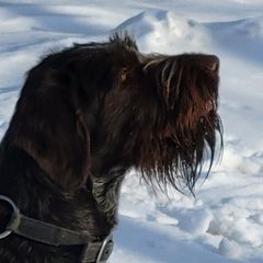 Cora - German Wirehaired Pointer