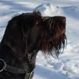 Cora - German Wirehaired Pointer