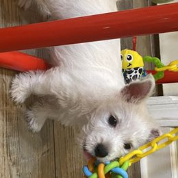 West Highland White Terrier Puppies from Cascading Westies