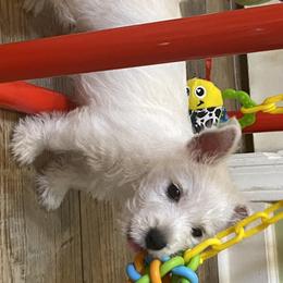 West Highland White Terrier Puppies from Cascading Westies