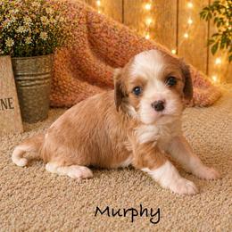 Murphy - Blenheim male Cavalier King Charles Spaniel puppy in Howardsville, Virginia from Spectacular Aussies and Cavaliers
