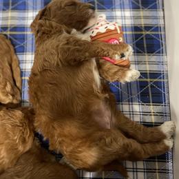 Goldendoodle Puppies from Graystone Doodles
