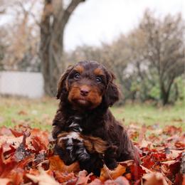 Roux - Red tri-color female Aussiedoodle puppy in Provo, Utah from Sage & Paws Puppy co.