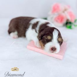 Diamond - Red tri-color female Australian Shepherd puppy in Jonesborough, Tennessee from Lotus Australian Shepherds