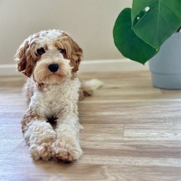 Navarro - Cavapoo