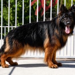 German Shepherd Puppies from Von Gonzalez Kennel