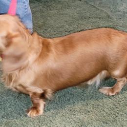 Dachshund Puppies from CLARK'S BREEDING PROGRAM