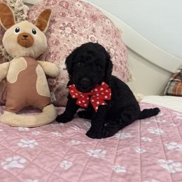 Poodle Puppies from Carol's Poodles