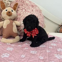 Poodle Puppies from Carol's Poodles