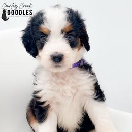 Alysa - Tri-color female Bernedoodle puppy in Tipton, Indiana from Country Creek Doodles