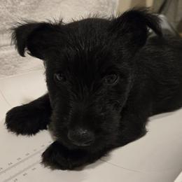 Green - Male5 - Black male Scottish Terrier puppy in Conroe, Texas from Scotch McLaren Terriers