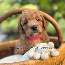 Miniature Girl-Tammy - Apricot female Goldendoodle puppy in Tennessee from Lee Family Puppies