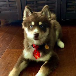 Pomskies from North Gate Pomskies