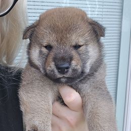 Kijin - Red male Shiba Inu puppy in Marianna, Florida from Diwasou
