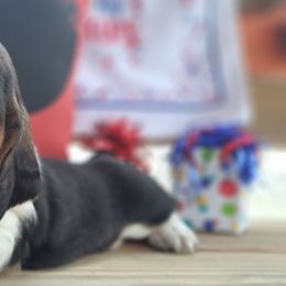 Female 5 - Black brown and white female Basset Hound puppy in Robbins, Tennessee from Orange Mountain Basset Hounds