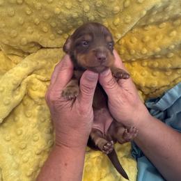 Lotus- black collar - Chocolate and tan female Dachshund puppy in Delta, Utah from Dix n’ Dot Dachshunds