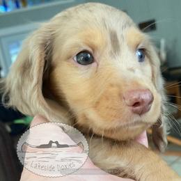 Carter - Dapple male Dachshund puppy in Lake Mary, Florida from Lakeside Doxies