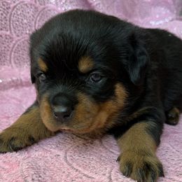 Yellow - Black and mahogany female Rottweiler puppy in Grass Valley, California from Rottweiler vom Hause Wolf